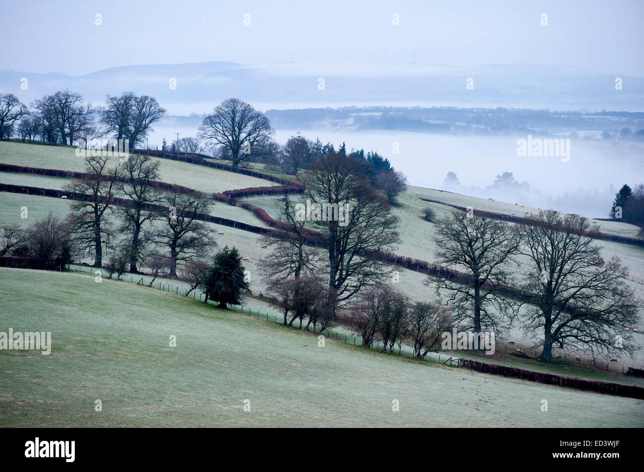 Builth Wells, Powys, Regno Unito. 26 dicembre, 2014. Le temperature di cadere al gelo della notte scorsa in molte parti del Galles Centrale. Vi è stato il gelo e il cloud nelle valli questa mattina prima che la pioggia ha iniziato. Credito: Graham M. Lawrence/Alamy Live News. Foto Stock