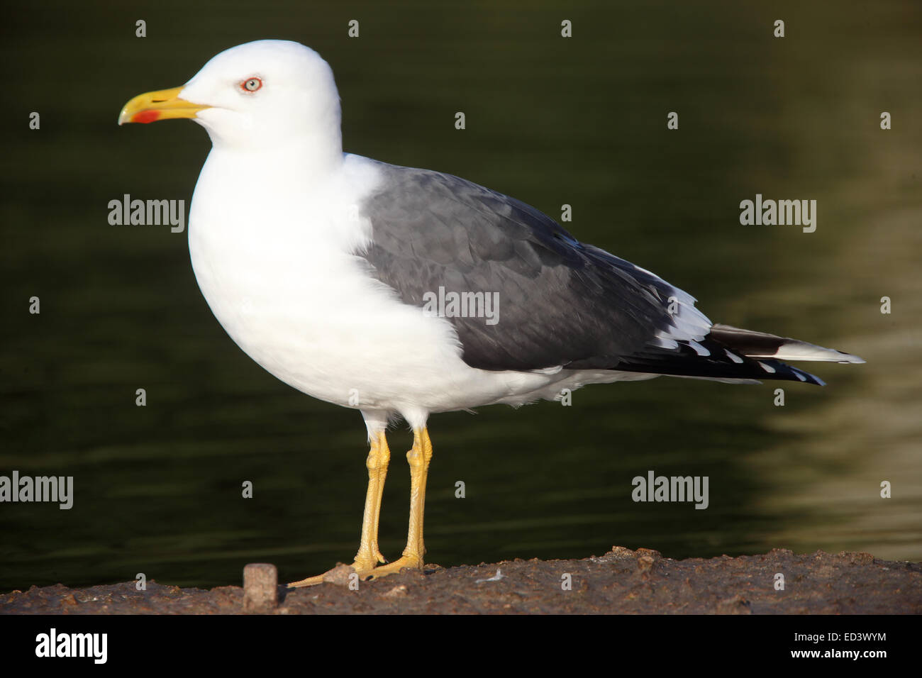 Lesser Black-backed Gull, adulto, Gloucestershire, Inghilterra, Regno Unito. Foto Stock