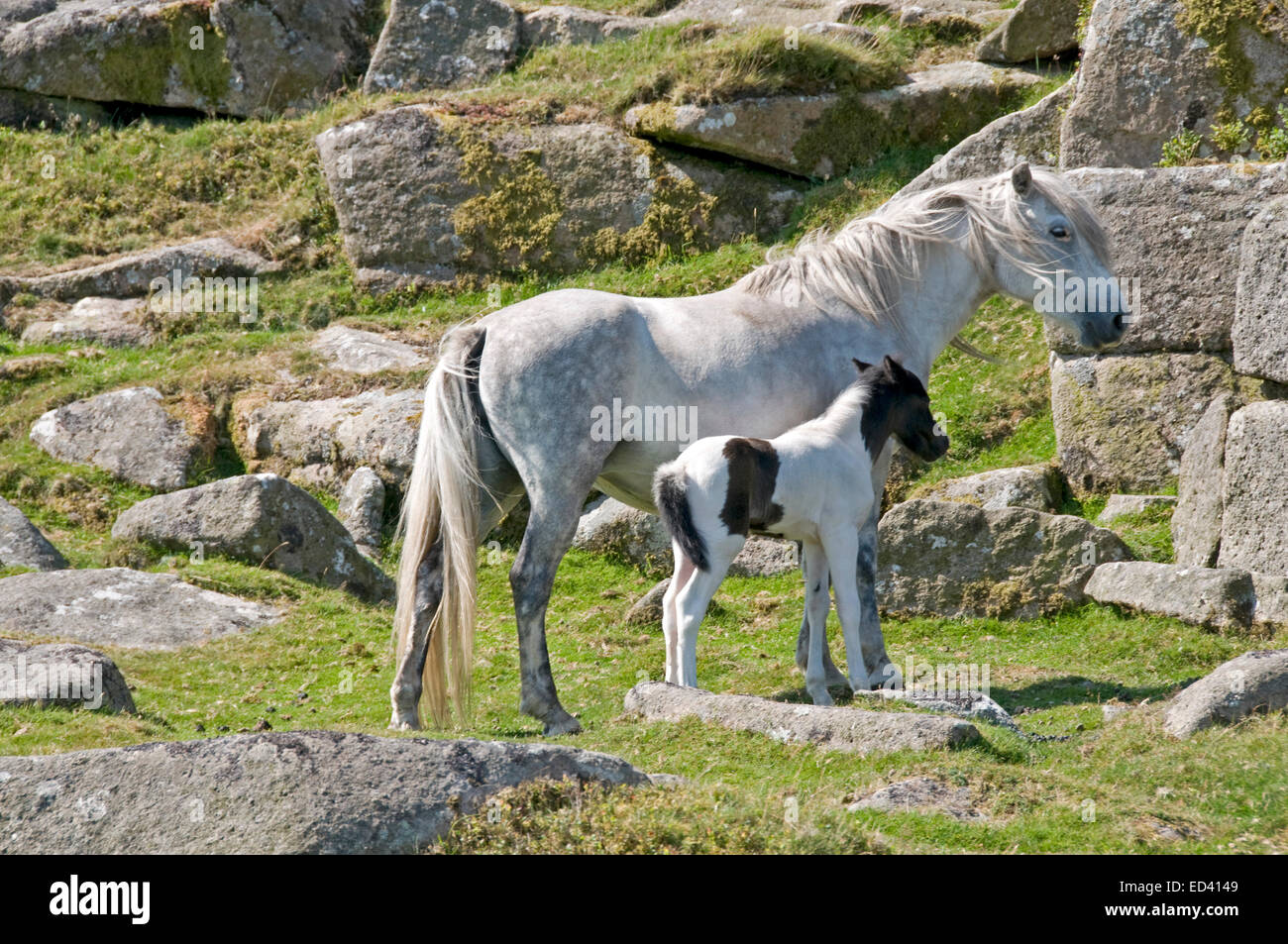 Pony e puledro su Belstone comune, Dartmoor Foto Stock