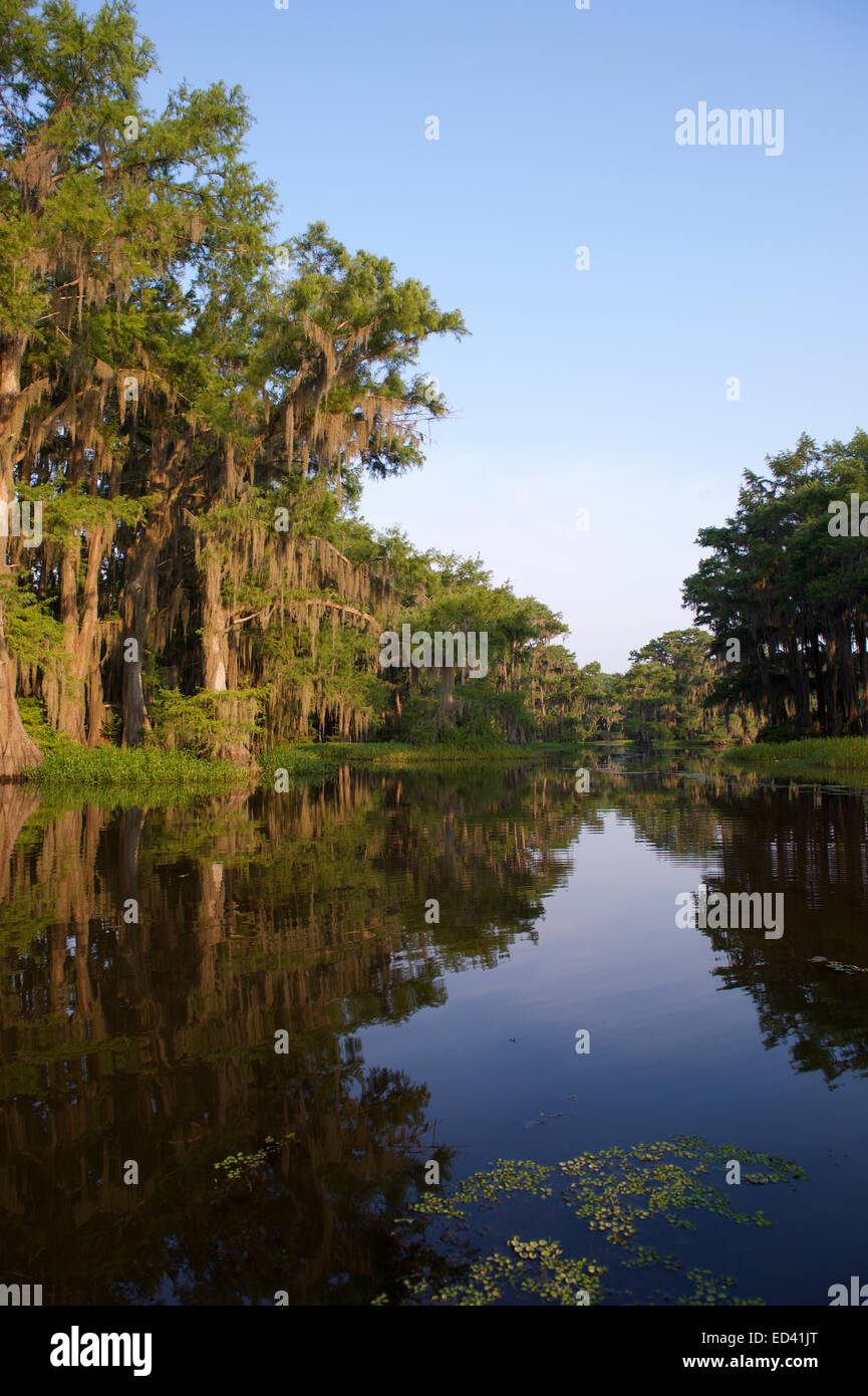 Il lago di bayou swamp scena del Sud americano dotato di cipresso calvo alberi riflettendo su ancora acqua nel Lago Caddo Texas Foto Stock