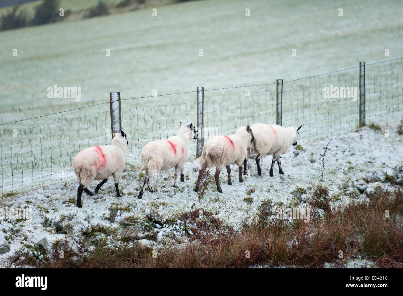 Myndd Epynt, Powys, Regno Unito. 26 dicembre, 2014. Pecore guardare malconce da Blizzard. La grandine e la neve ha colpito gli automobilisti su terra alta circa 350 metri sopra il livello del mare. Credito: Graham M. Lawrence/Alamy Live News. Foto Stock