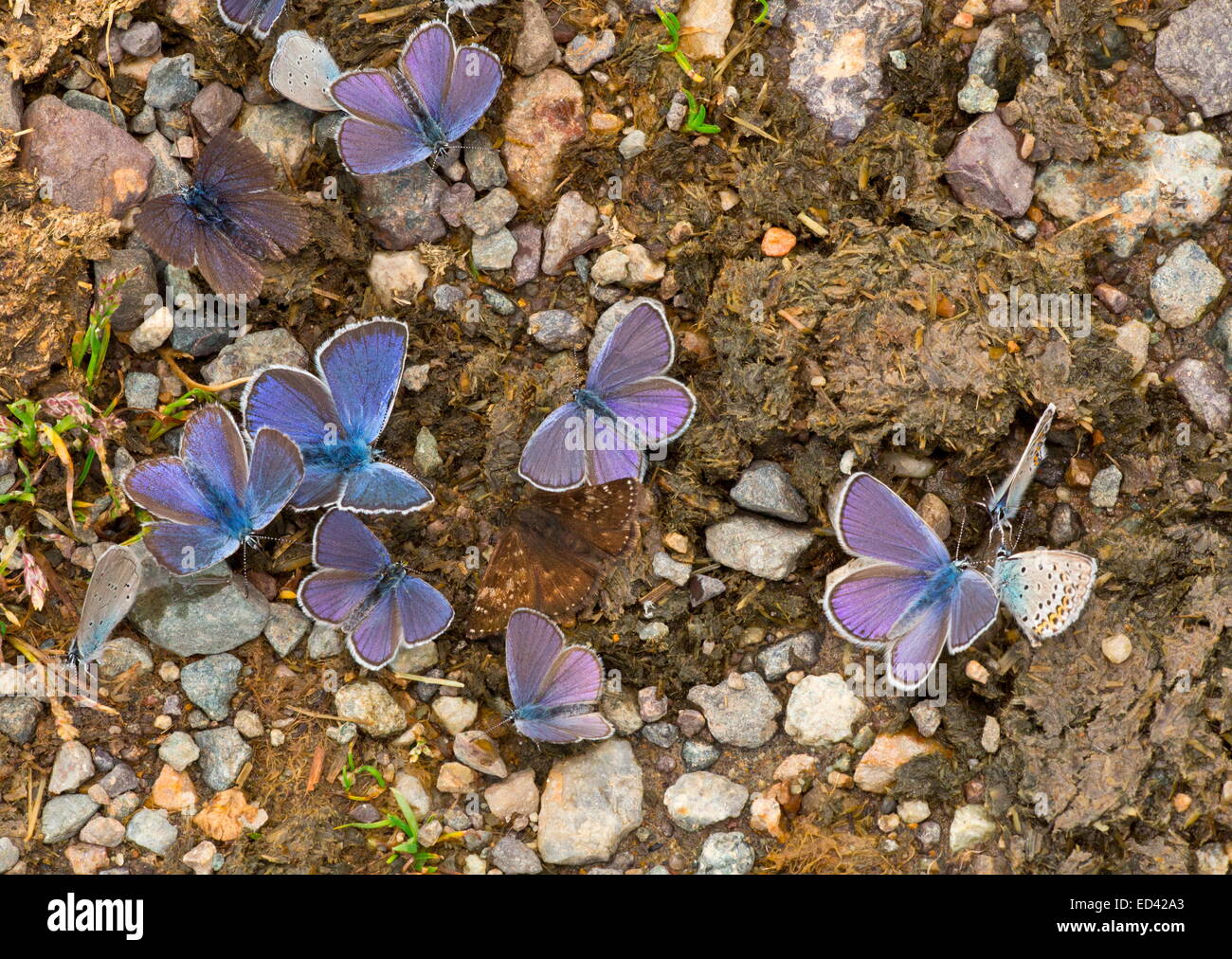 Masse dei maschi di farfalle blu - principalmente blu del Mar Nero - e uno squallido Skipper fango-copertura nella valle Yaylalar, Kaskar, del Mar Nero Foto Stock