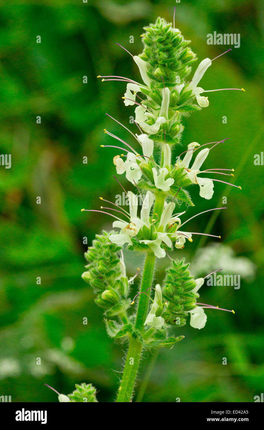 Salvia iraniano, Salvia staminea in fiore; Alpi del Mar Nero, Turchia Foto Stock