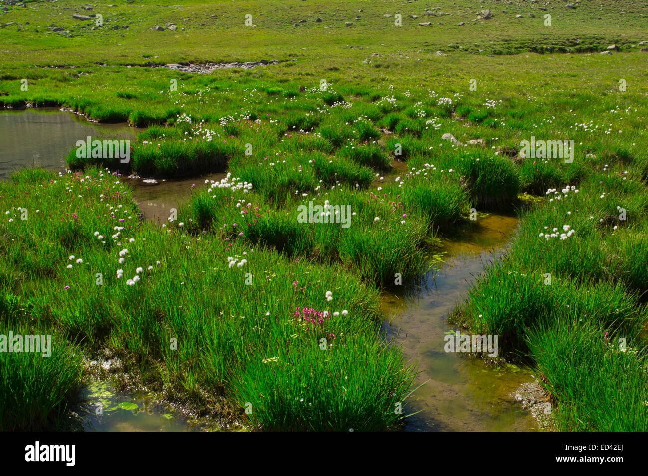 Un cotone-erba Eriophorum vaginatum sul Ovitdagi pass, nelle montagne Kaskar, Alpi del Mar Nero. a nord-est della Turchia. Foto Stock