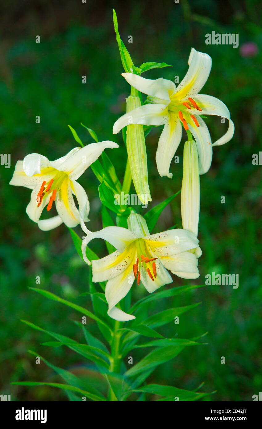 Un giglio selvatico, Lilium kesselringii nel nord-est della Turchia Foto Stock