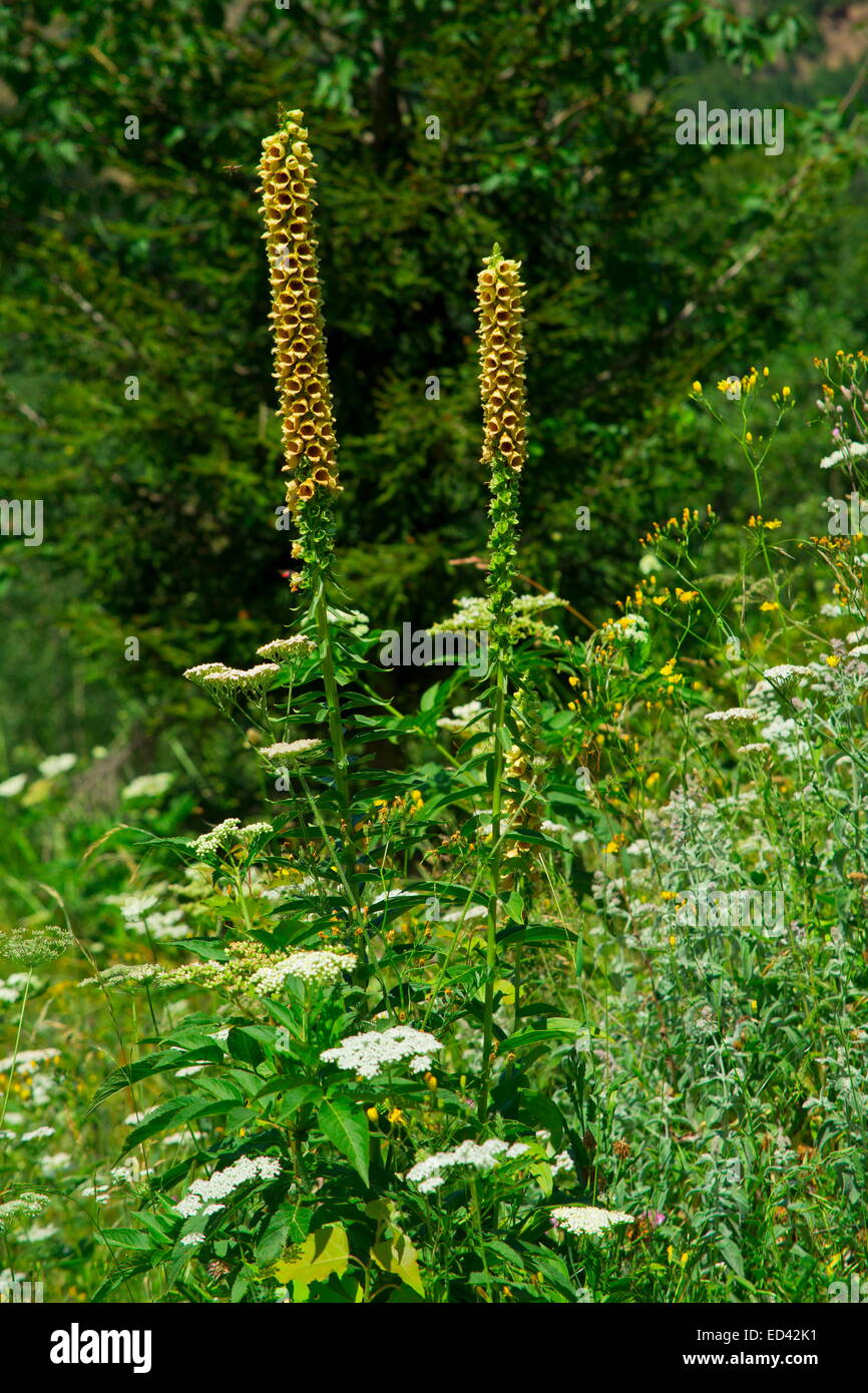 Rusty Foxglove, Digitalis ferruginea, ssp ferruginea wild in Turchia Foto Stock