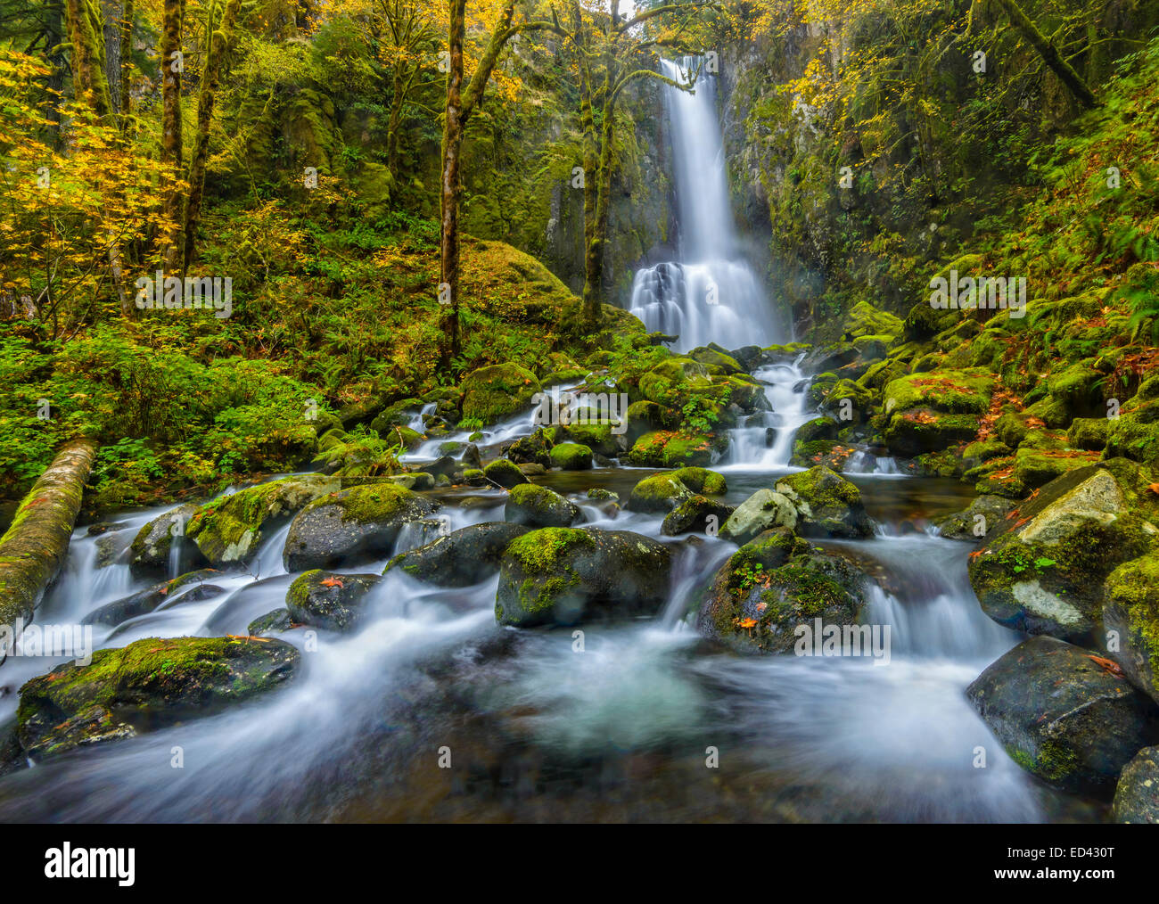 Abbassare il Kentucky cade; Kentucky Falls Trail, Siuslaw National Forest, Costiera montagne, Oregon. Foto Stock