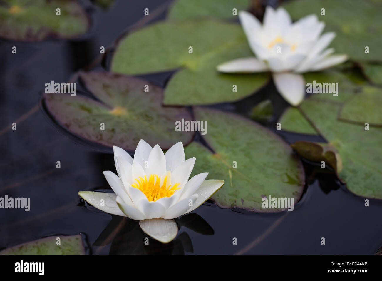Due fioritura water lilies in acqua Foto Stock Due fioritura water lilies in acqua Foto Stock