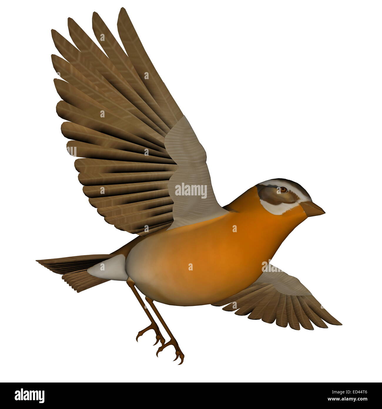 Bel colore arancione cinguettio degli uccelli ali battenti aperti in sfondo bianco Foto Stock
