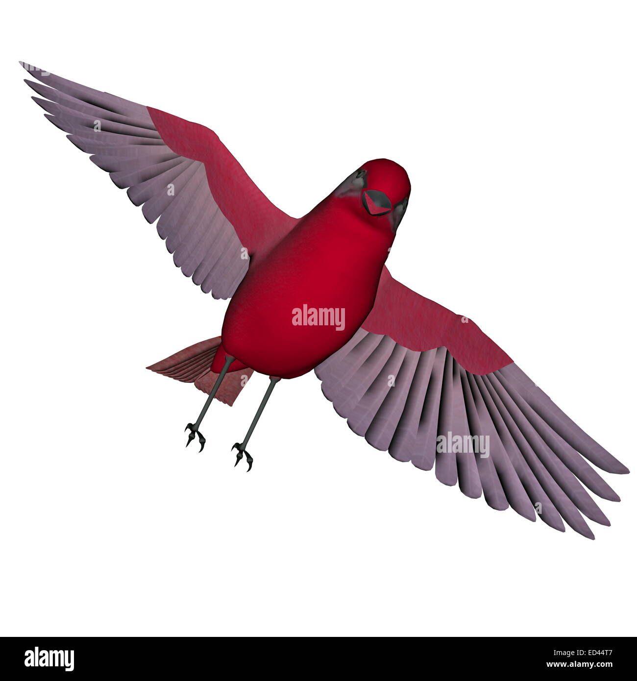 Bella rossa cinguettio degli uccelli ali battenti aperti in sfondo bianco Foto Stock