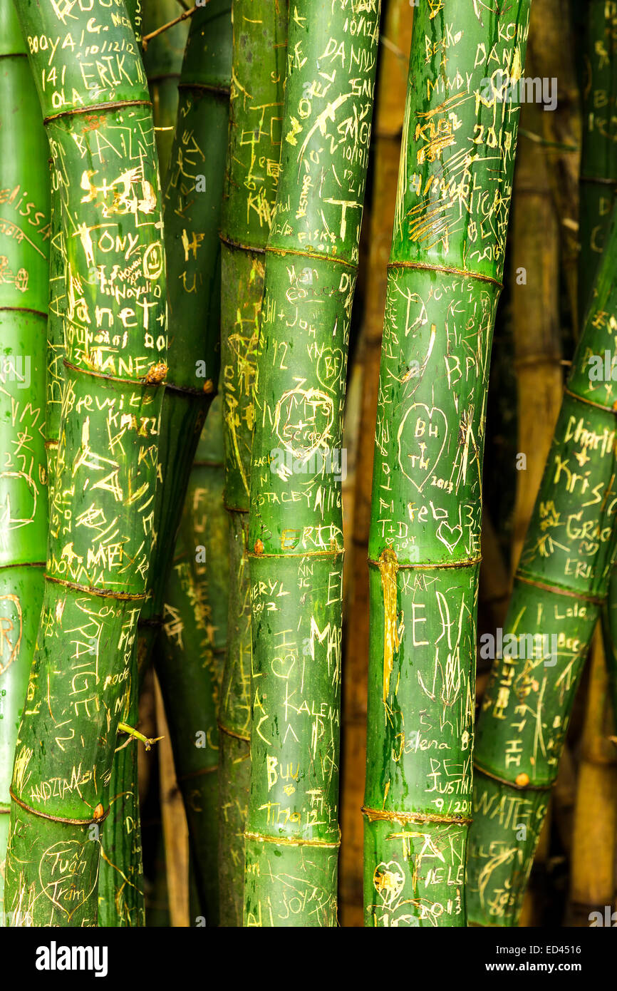 Un boschetto di bambù alberi coperti di firme intagliato in piccioli Foto Stock