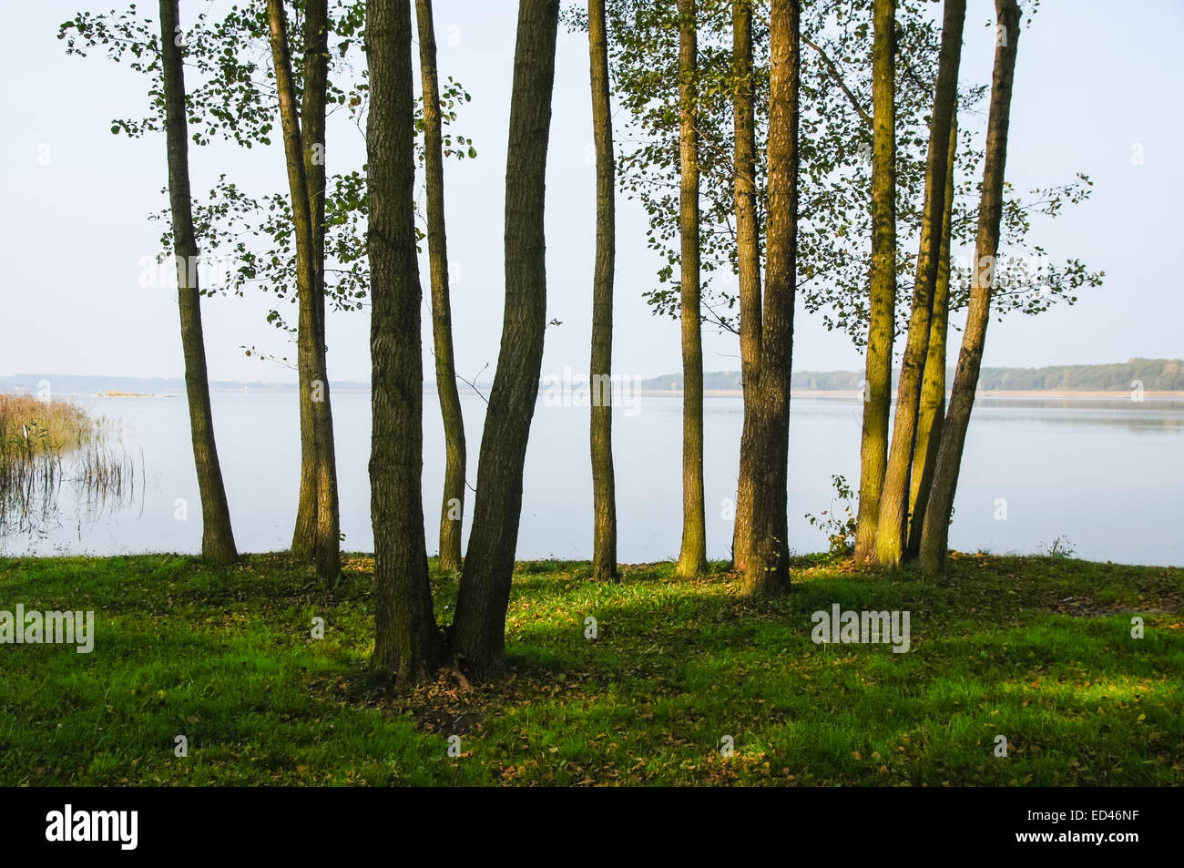Alberi sulla riva del lago Foto Stock