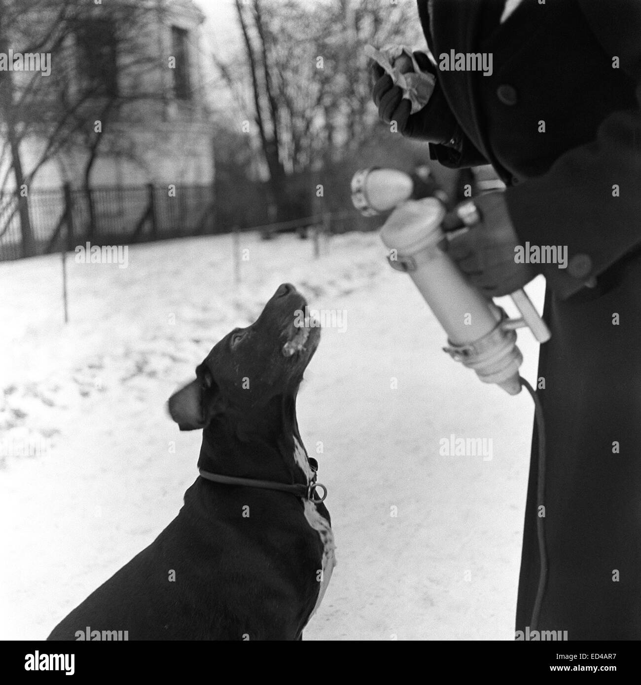 Un uomo la registrazione di effetti sonori, 1930s. Foto Stock