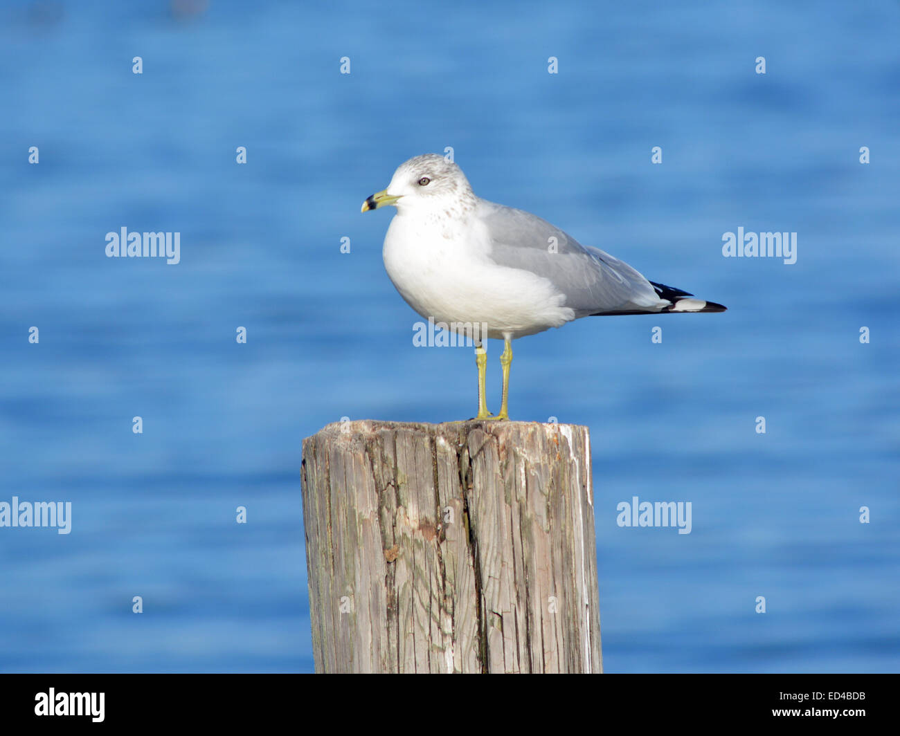 Seagull , inanellato bill gabbiano, shorebird, sea gull, natura, Great American shore bird, Foto Stock