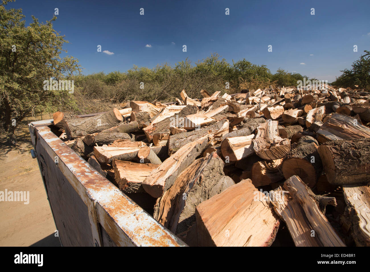 Mandorli in corso di produzione in California a causa della continua catastrofica siccità con assenza di acqua di irrigazione a sinistra. Foto Stock