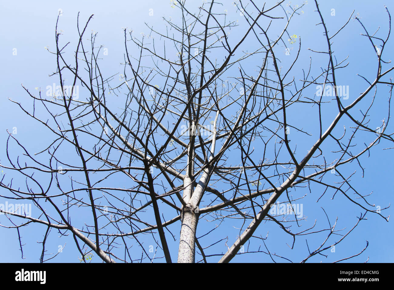 Baretree nessuno Foto Stock