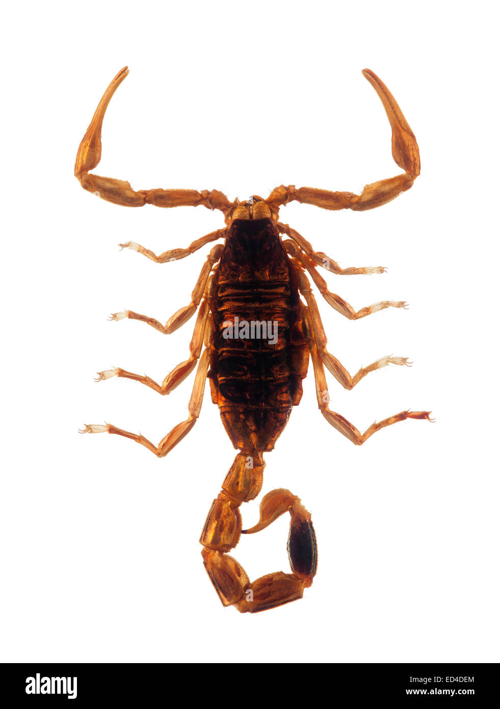 Piccolo scorpion isolato su bianco con tracciato di ritaglio Foto Stock