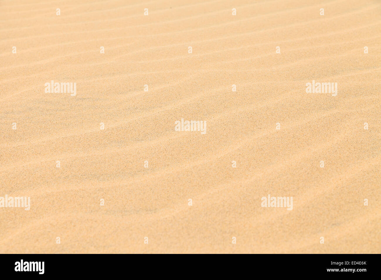 La texture duna di sabbia nel deserto di Boavista, Capo Verde Foto Stock