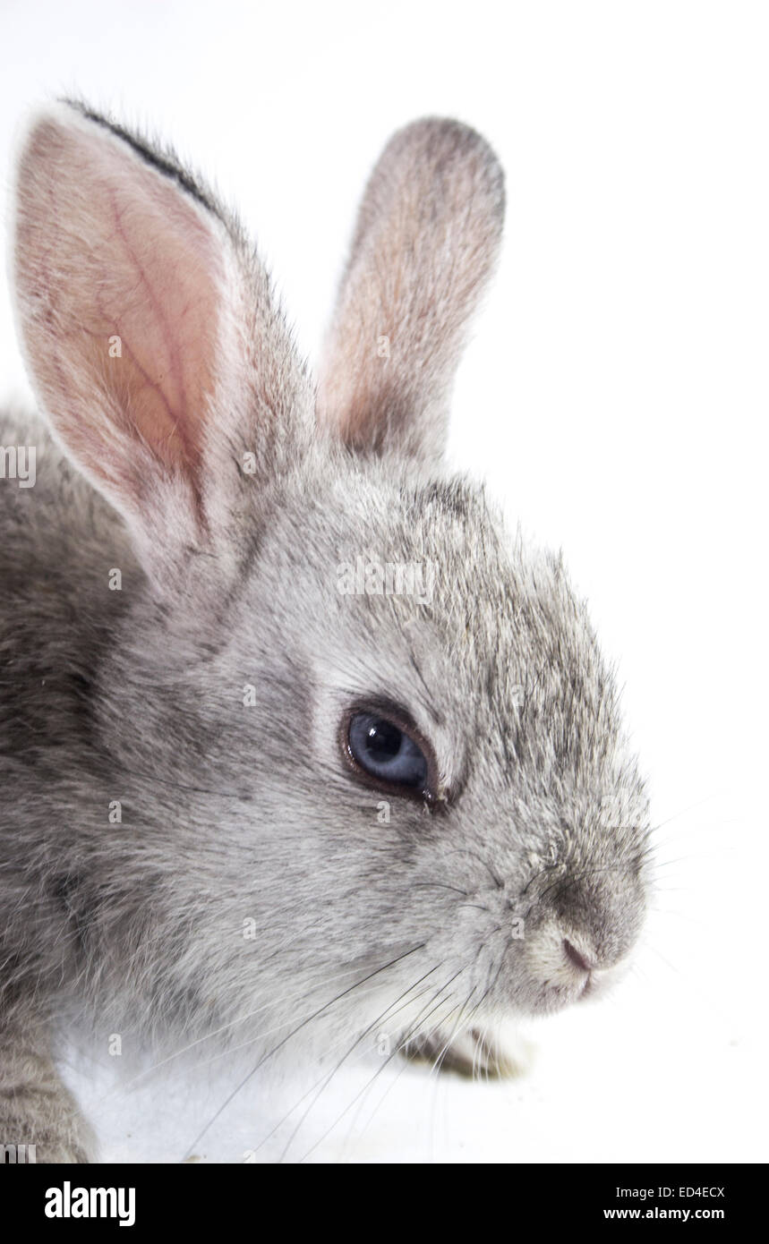 Coniglio grigio isolato su sfondo bianco Foto Stock