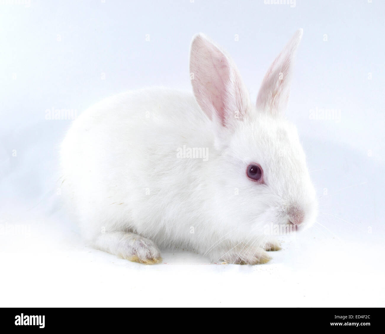 Coniglio Bianco isolato su sfondo bianco Foto Stock