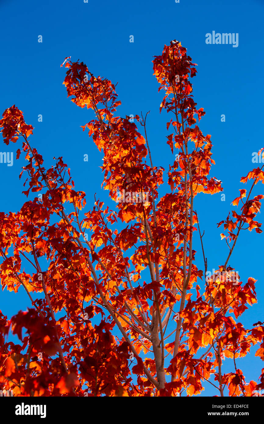 I colori dell'autunno in Lee Vining, Mono Lake in California, Stati Uniti d'America. Foto Stock