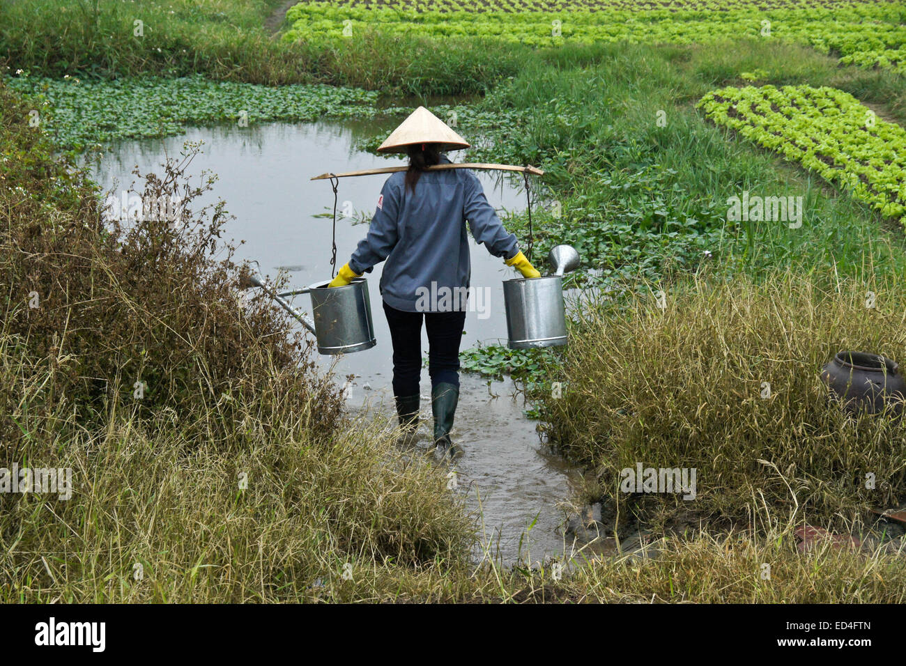 L'agricoltore femmina arrivare l'acqua per irrigare le colture, Vietnam Foto Stock