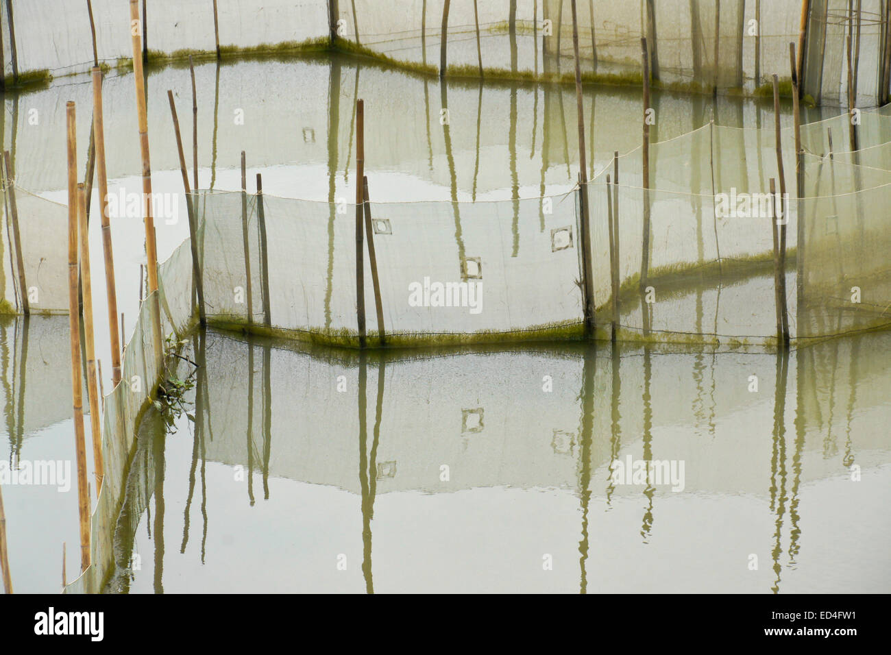 Le reti in acqua, utilizzato per l'allevamento di pesci, Vietnam Foto Stock