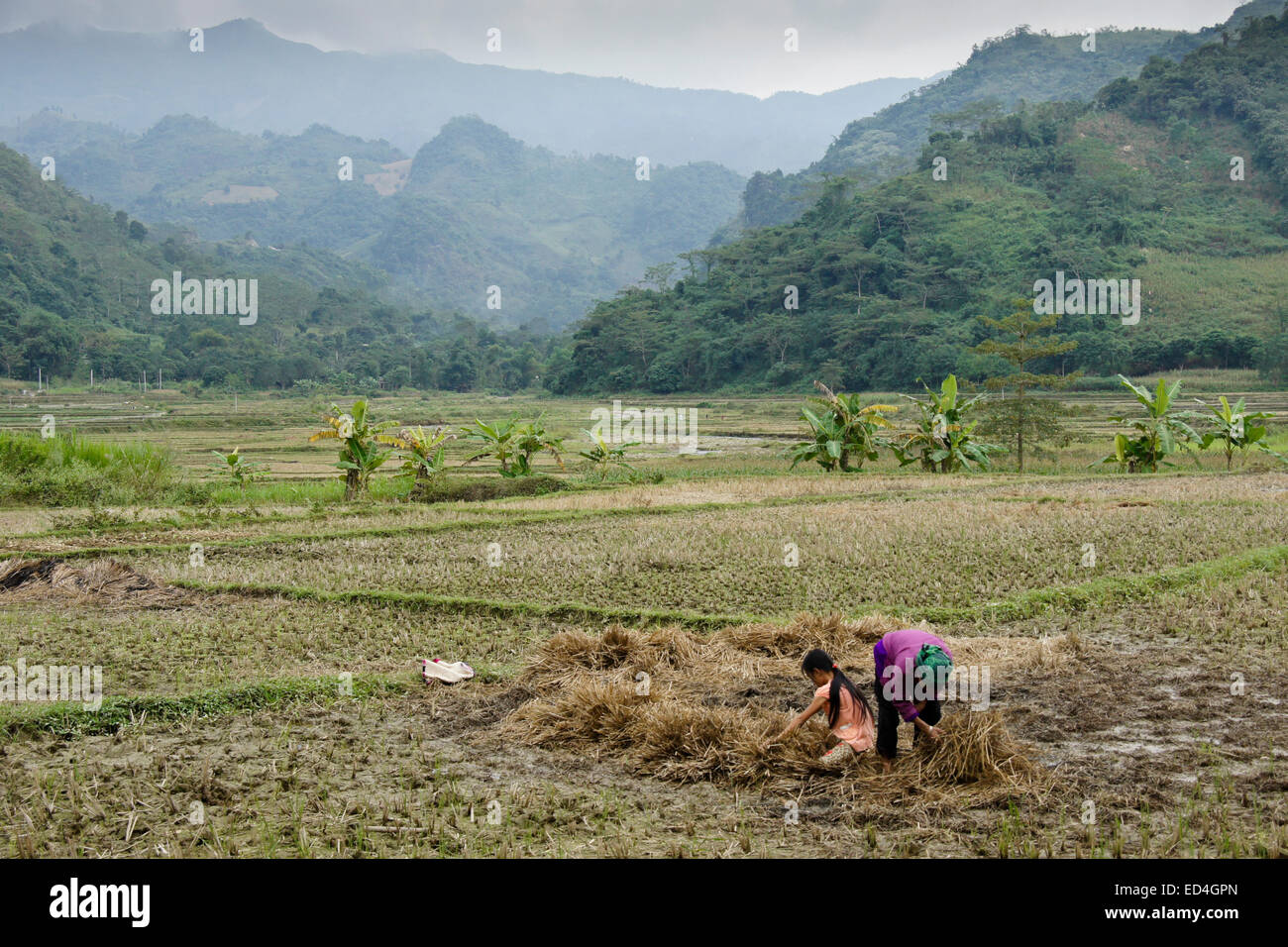 Tay minoranza donna e ragazza alla ricerca di funghi, Trung Do village, Sapa (Sa Pa), Vietnam Foto Stock
