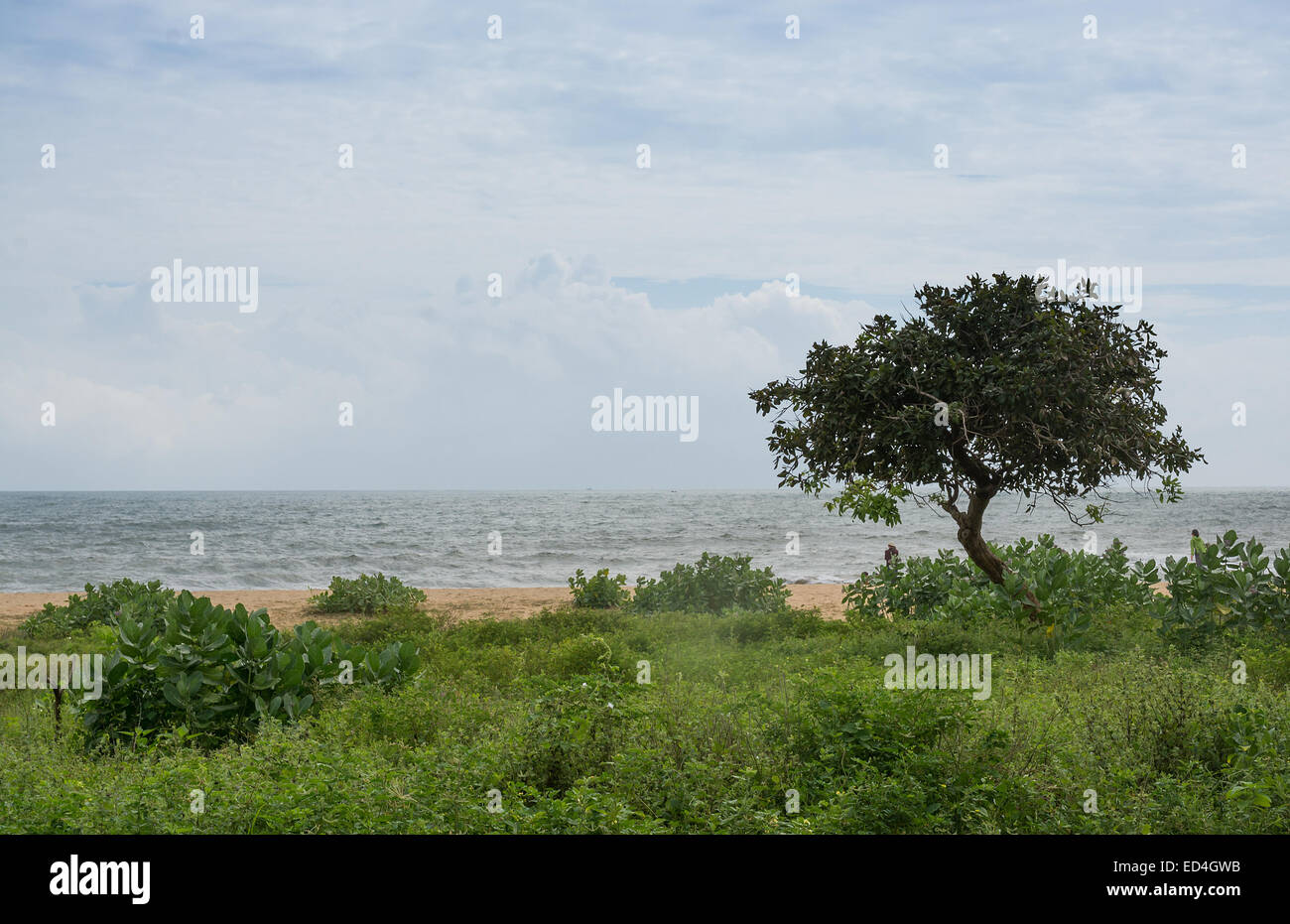 Tsunami Memorial albero nel parco nazionale Yala, Sri Lanka, Sud della provincia, Asia Foto Stock