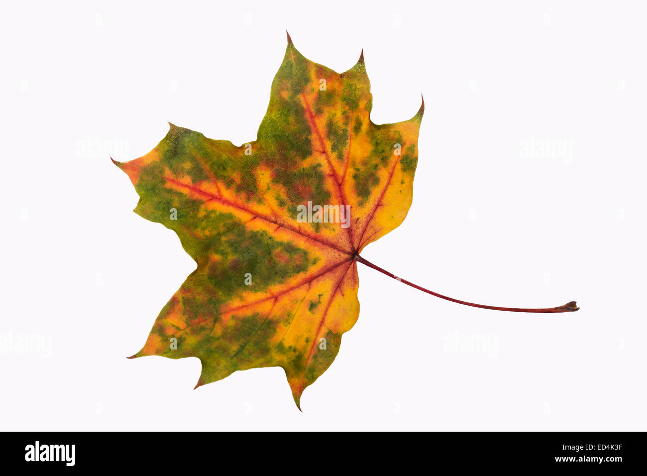 Autumn Leaf su sfondo bianco (isolato) Foto Stock