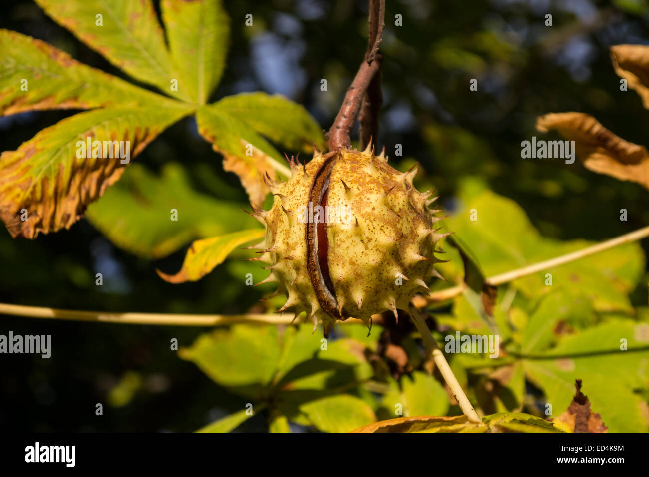 Chestnut su albero in presenza di luce solare a inizio autunno Foto Stock