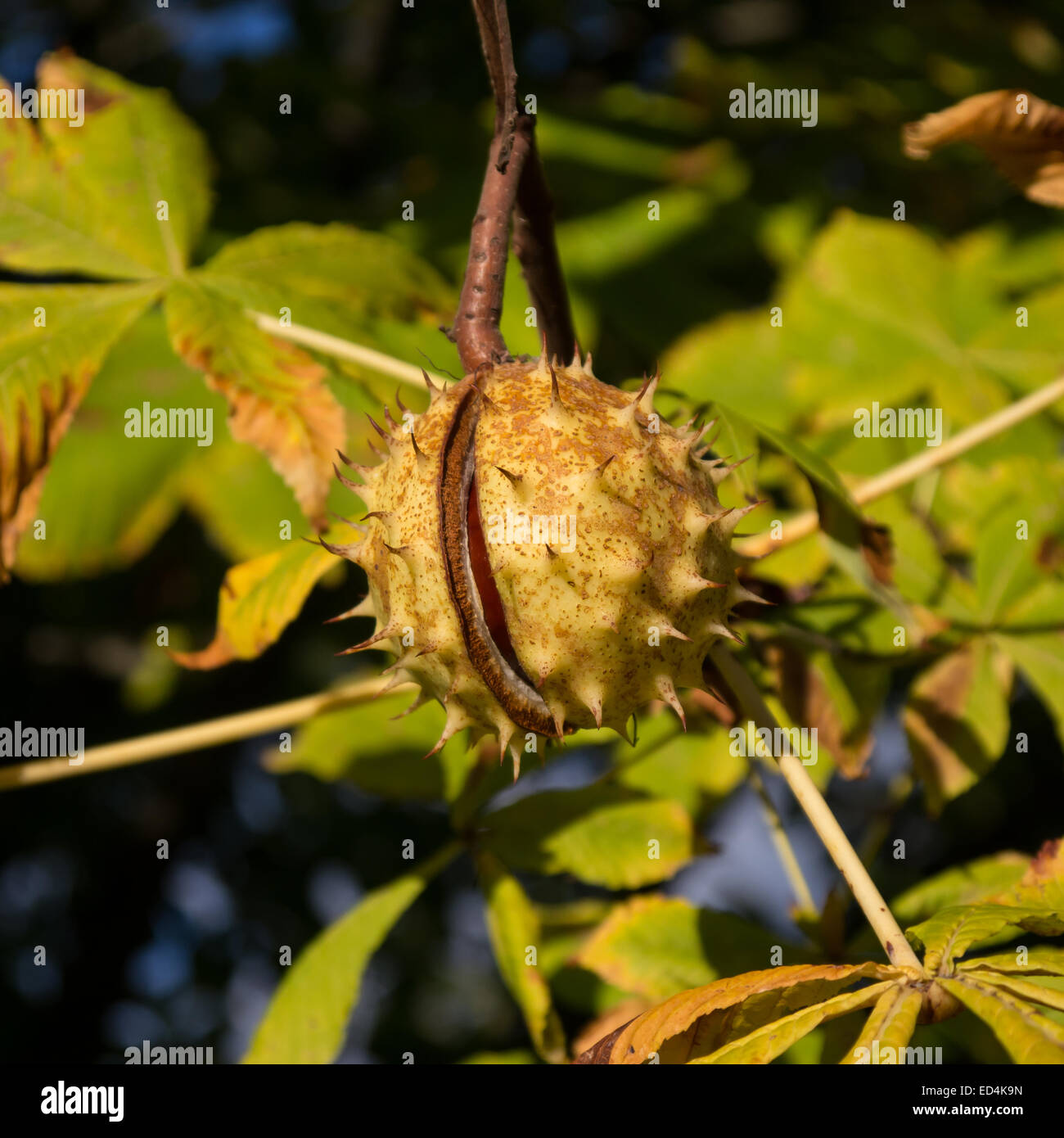 Albero di castagno in presenza di luce solare a inizio autunno Foto Stock