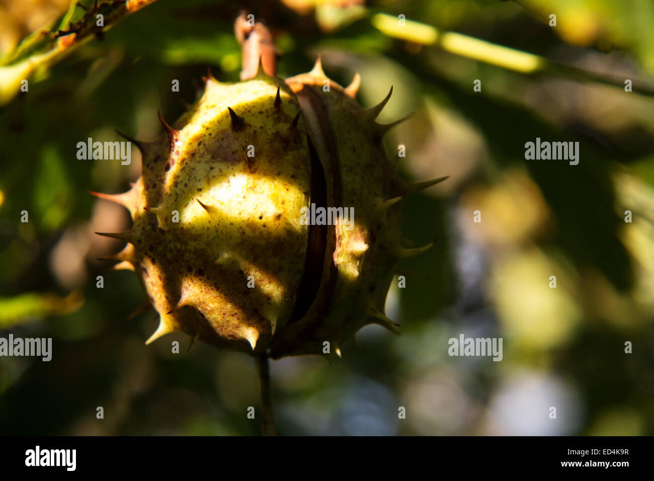 Chestnut su albero in presenza di luce solare a inizio autunno Foto Stock