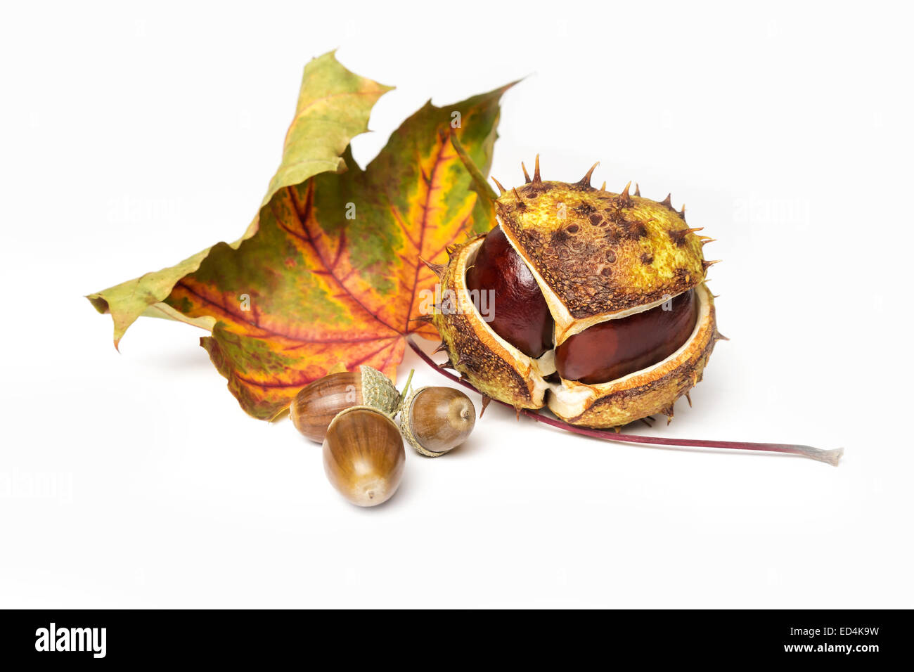 Il castagno, acorn e foglie di autunno isolato Foto Stock