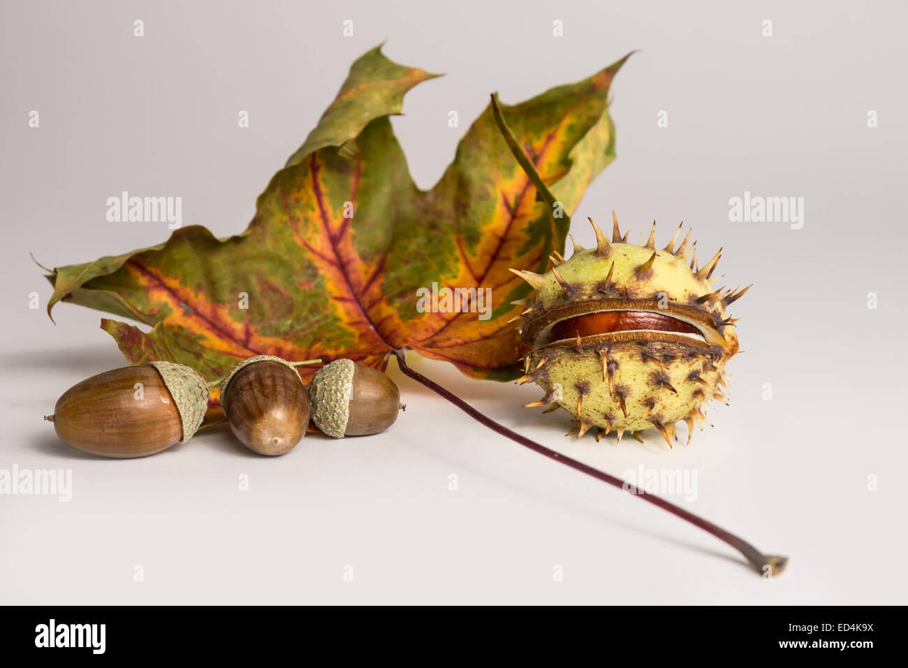 Il castagno, acorn e foglie di autunno su sfondo bianco Foto Stock