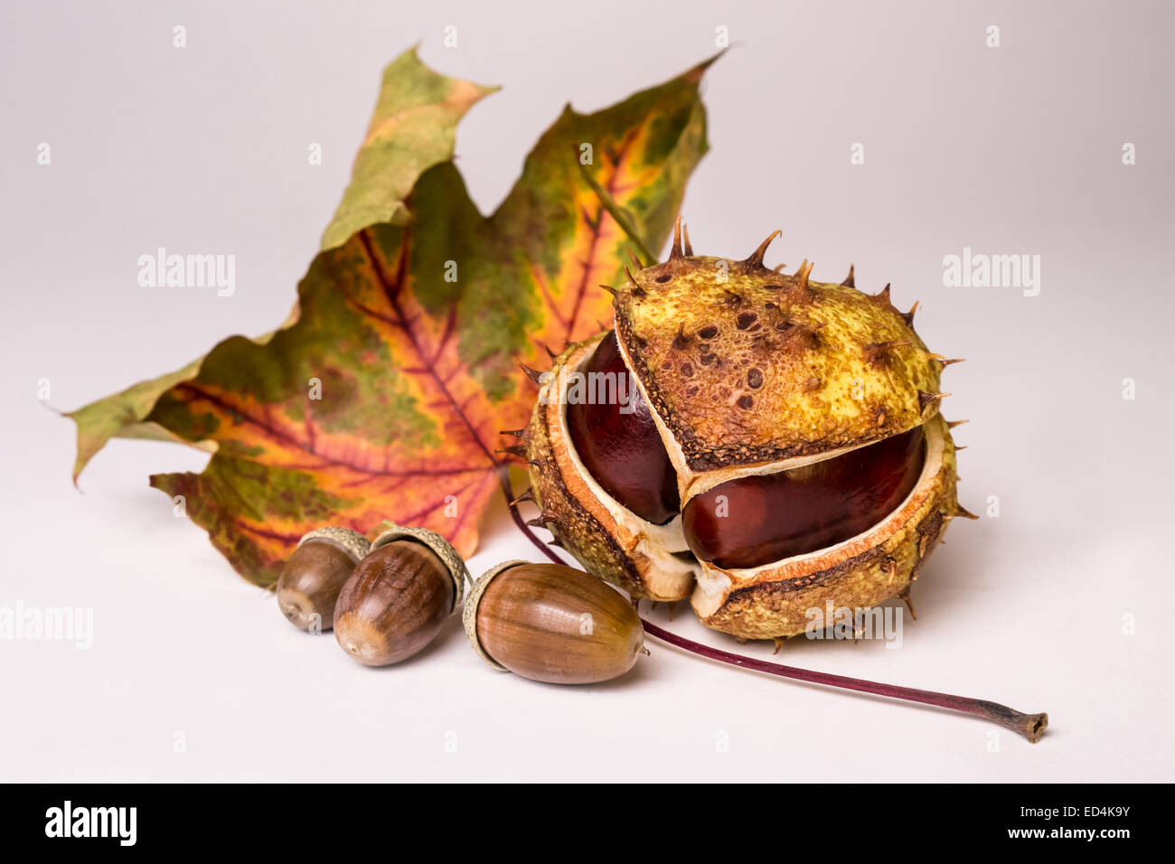 Il castagno, leaf e acorn su sfondo bianco Foto Stock