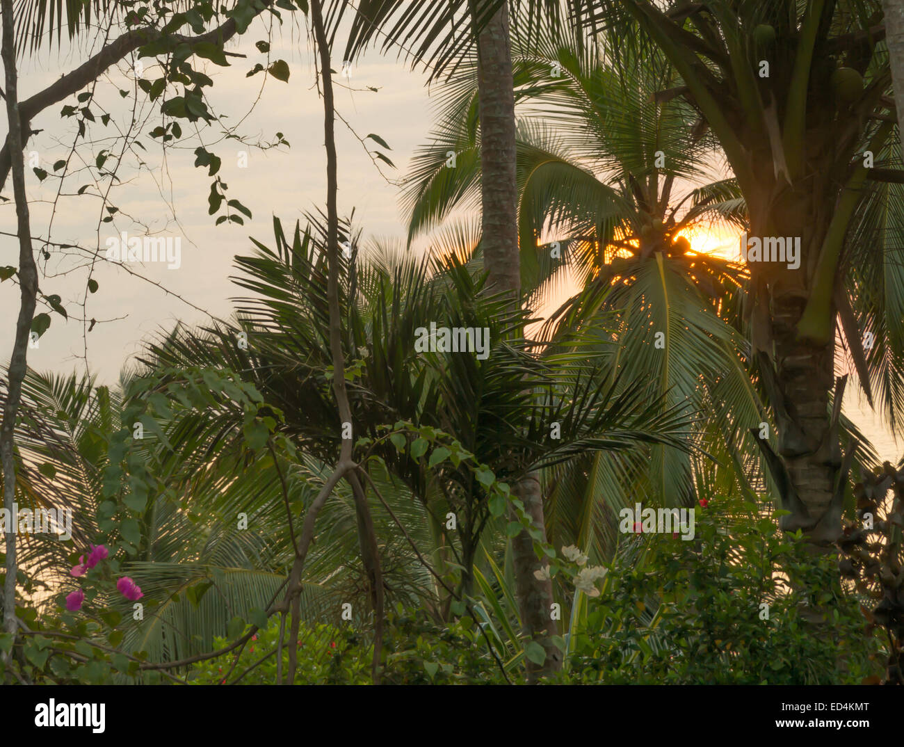 Lussureggiante giardino sunrise nel sud della provincia, Sri Lanka, in Asia. Foto Stock
