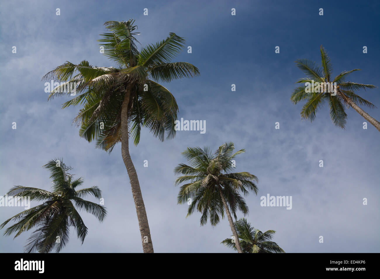 Palme da cocco, cielo blu con nuvole di luce, sud della provincia, Sri Lanka, in Asia. Foto Stock