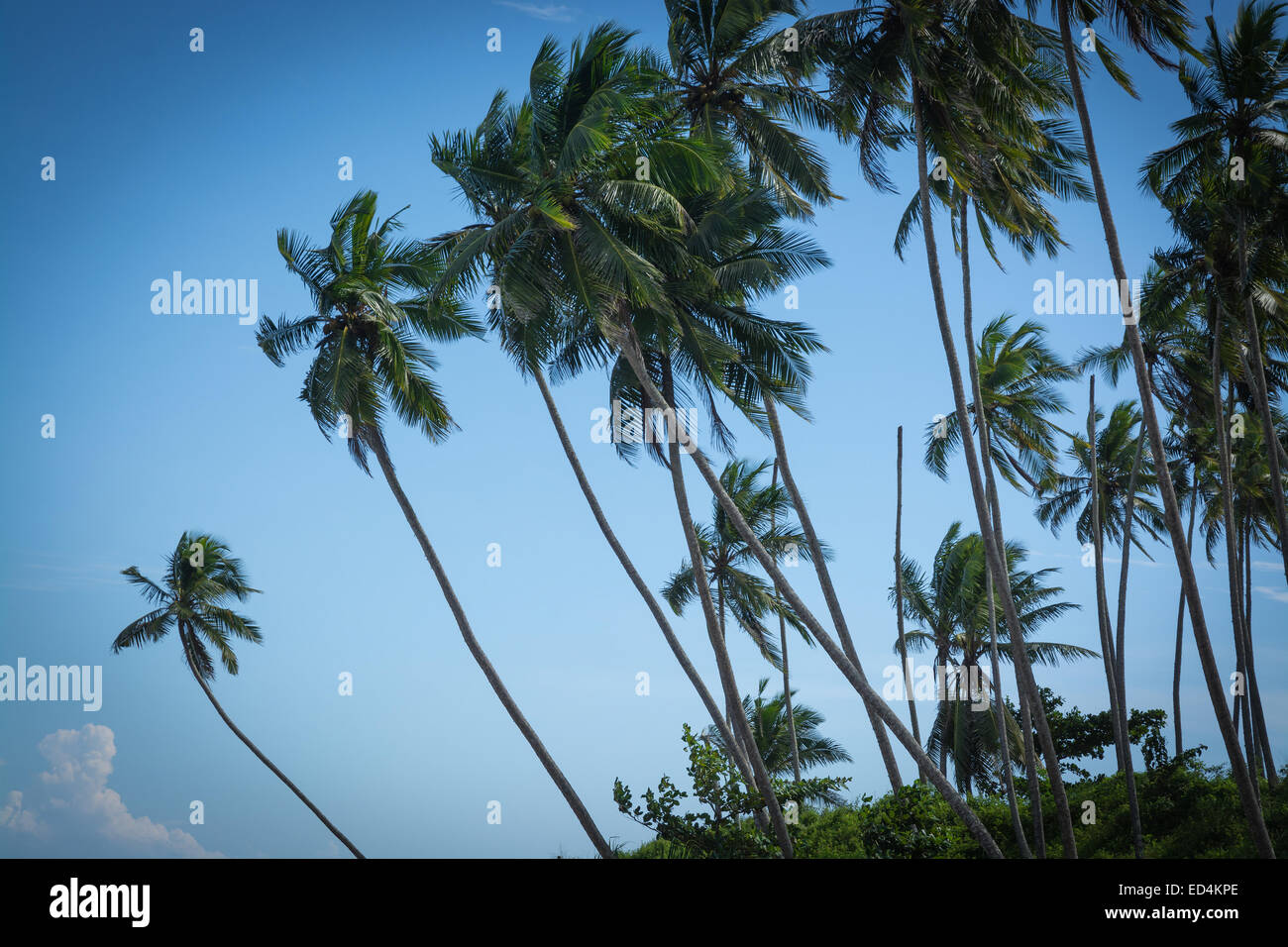 Palme da cocco. Palme di cocco e cielo blu. Sud della provincia, Sri Lanka, in Asia. Foto Stock