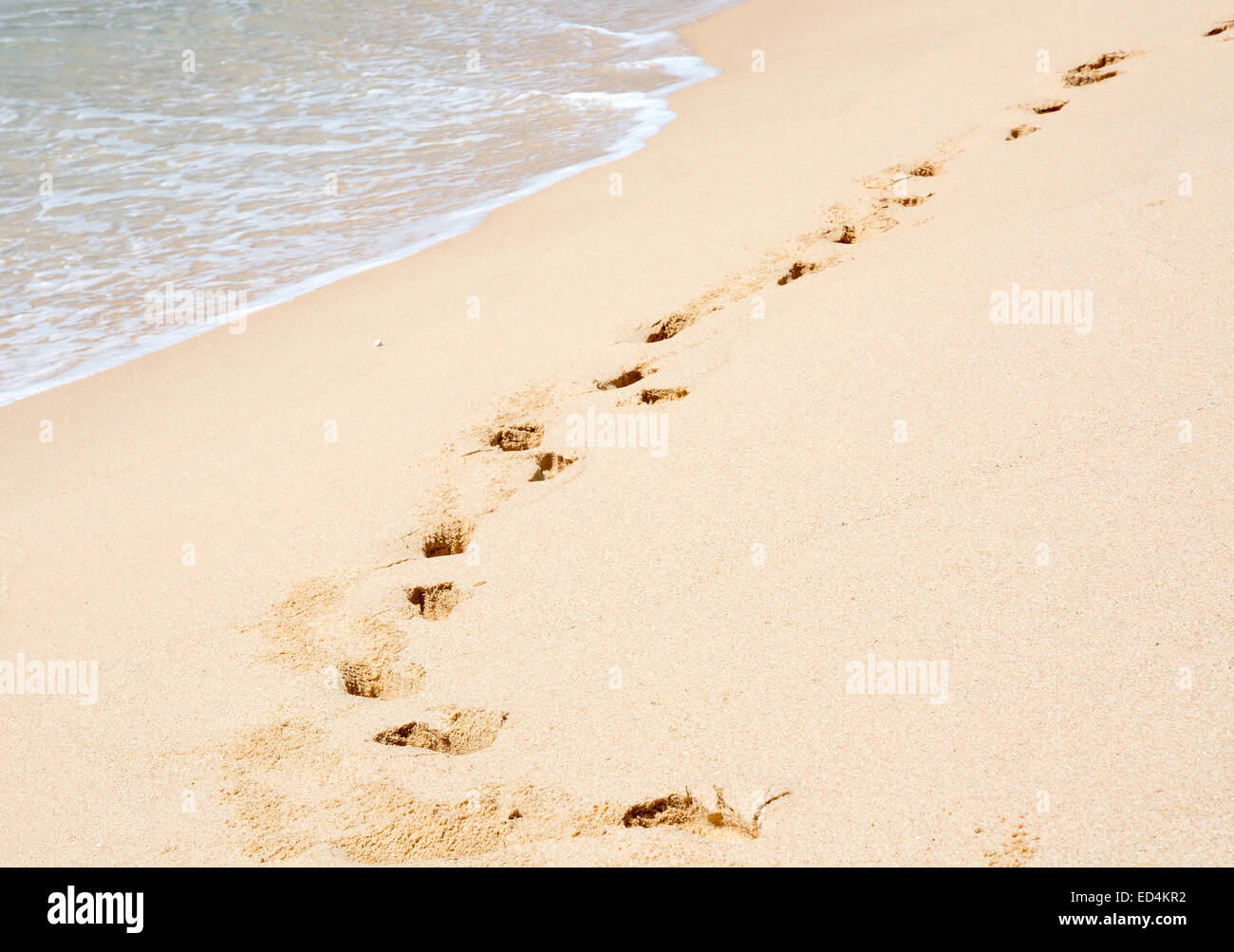 Spiaggia tropicale con impronte nella sabbia soffice, sud della provincia, Sri Lanka, in Asia. Foto Stock