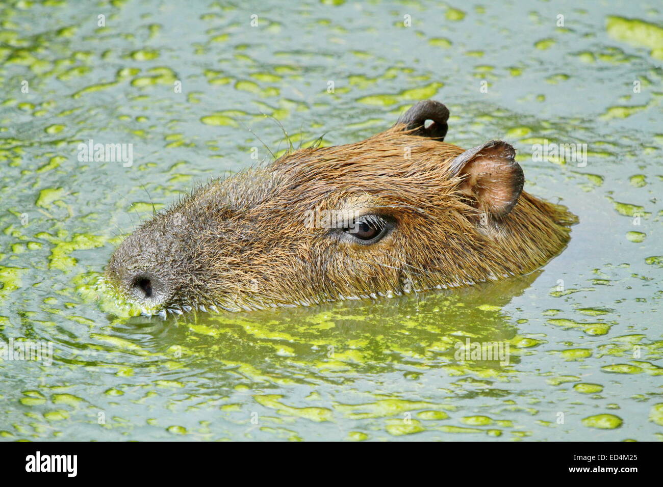 Capibara ritratto e acqua Foto Stock