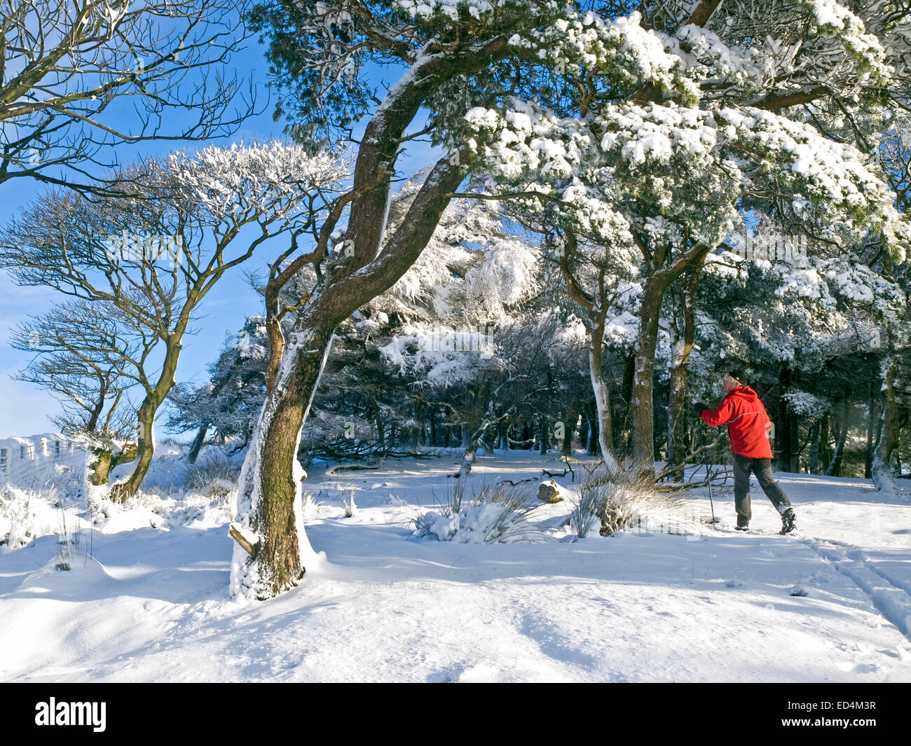Buxton, Derbyshire, Regno Unito. 27 dic 2014. Sci di fondo nei boschi vicino a Buxton dopo una notte di neve che ha causato disagi in tutta la regione Credito: shoults/Alamy Live News Foto Stock