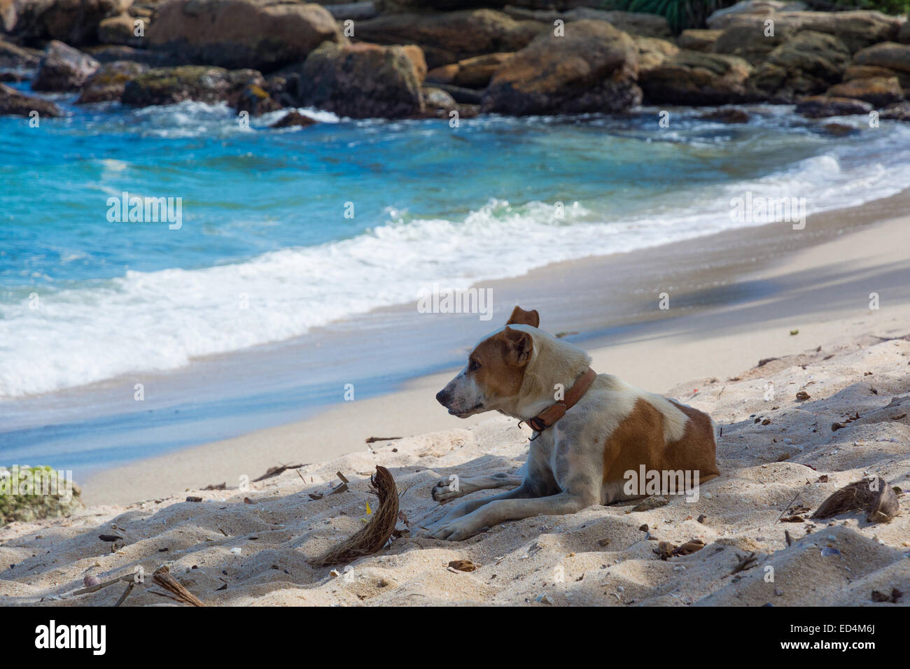 Cane in appoggio sulla spiaggia. Il cane con il collare nella sabbia con vista oceano dietro. Sud della provincia, Sri Lanka, in Asia. Foto Stock