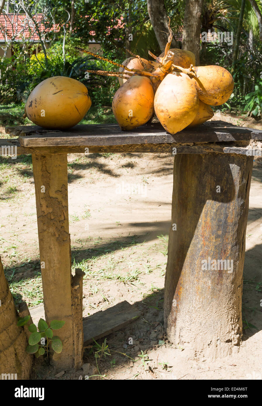 Re noci di cocco raccolte in Tangalle giardino, Tangalle, sud della provincia, Sri Lanka, in Asia. Foto Stock