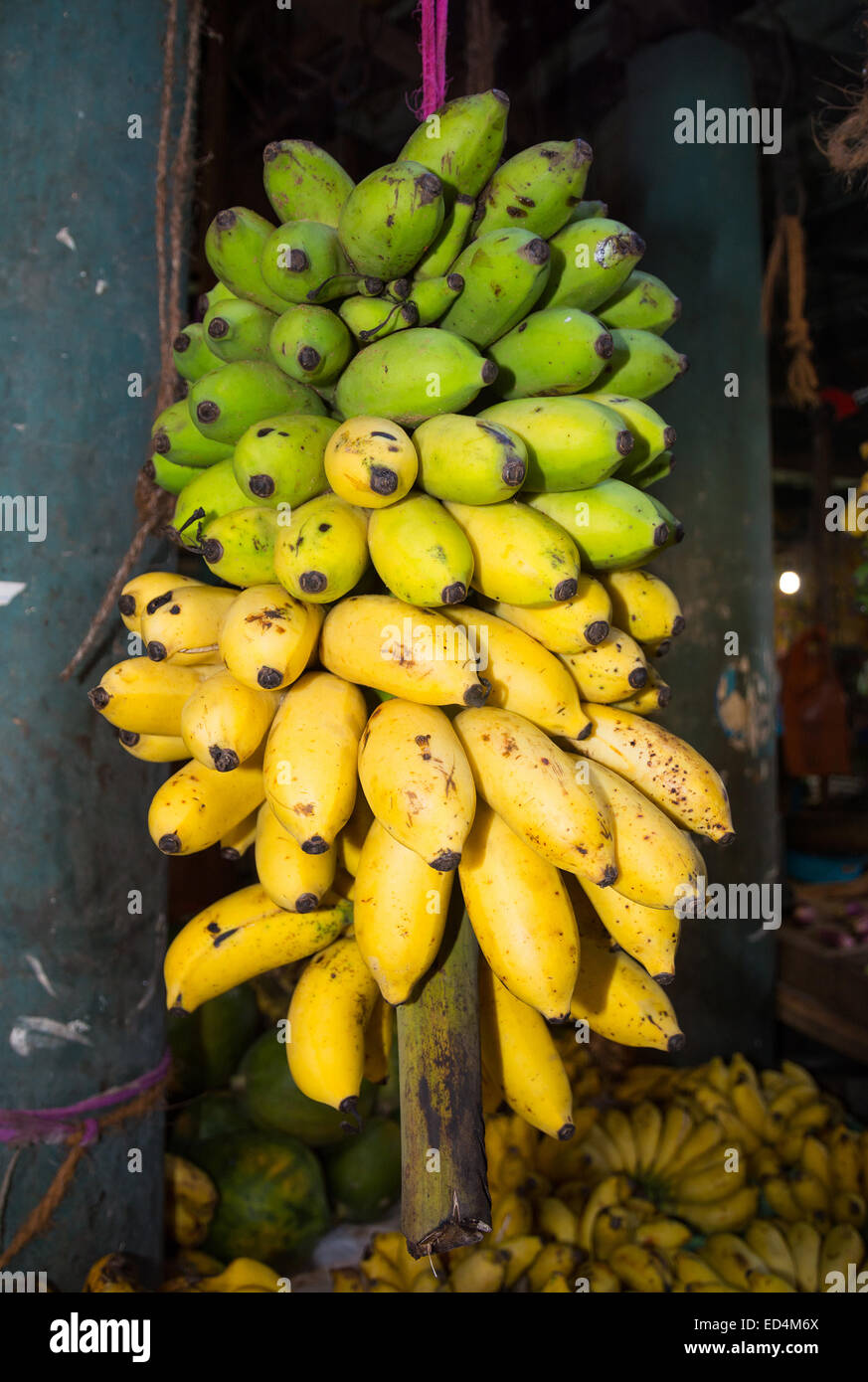 Il giallo e il verde delle banane nel mercato Tangalle, sud della provincia, Sri Lanka, in Asia. Foto Stock