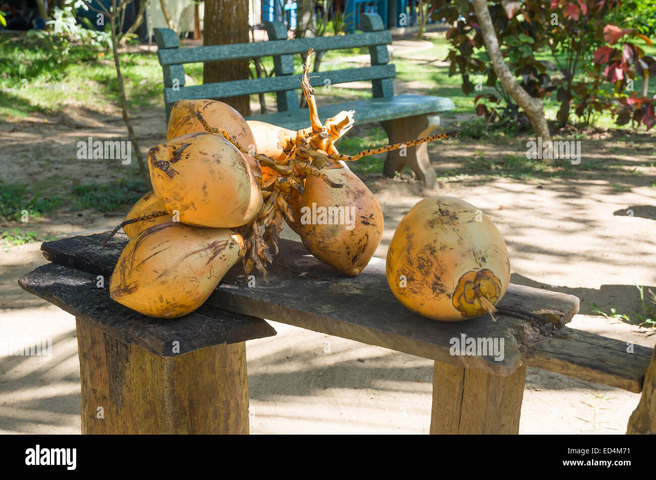 Re noci di cocco raccolte in Tangalle giardino, Tangalle, sud della provincia, Sri Lanka, in Asia. Foto Stock