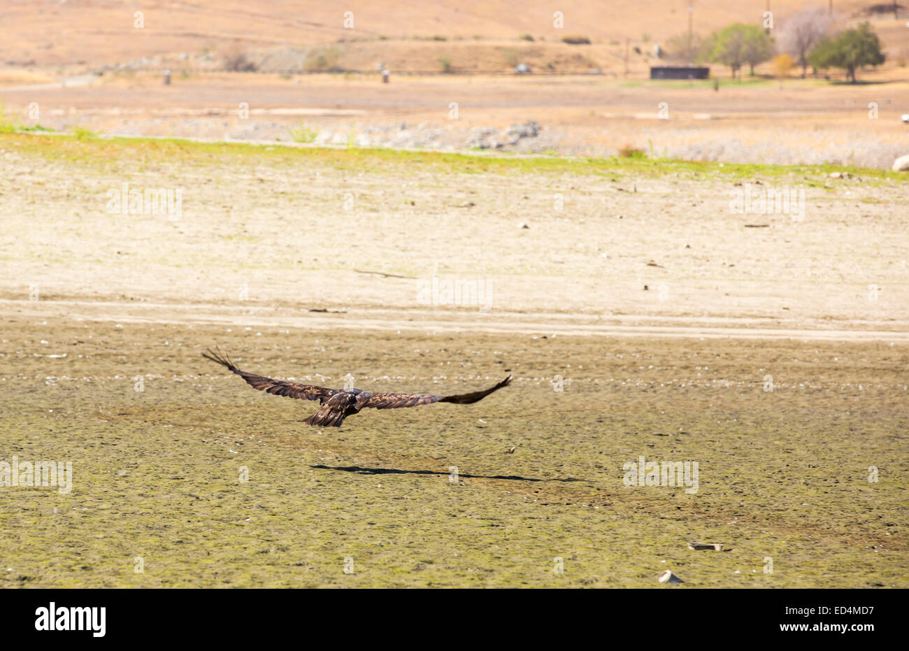 Un aquila reale vola su un lago vuoto successo vicino a Porterville, Bakersfield che è al 7% della capacità. Bakersfield è ora il più arido città negli Stati Uniti. La maggior parte della California è in eccezionale siccità, il livello più alto di classificazione di siccità. 428,000 acri di terreni agricoli sono stati presi al di fuori della produzione dovuta alla mancanza di acqua e di migliaia di lavoratori agricoli hanno perso i loro posti di lavoro e un terzo di tutti i bambini in California vanno a letto affamate. Foto Stock