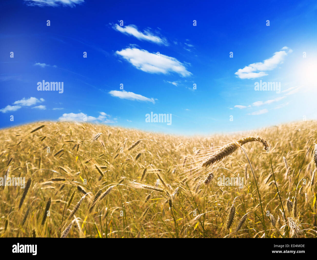 Campo di orzo, cielo azzurro e sole in estate Foto Stock