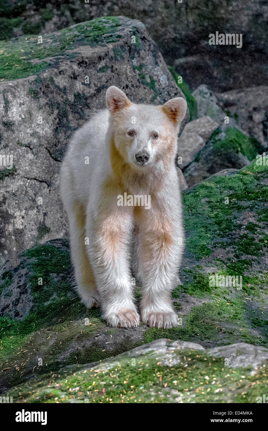Spirito Bear Cub nel grande orso foresta pluviale della Columbia britannica in Canada Foto Stock