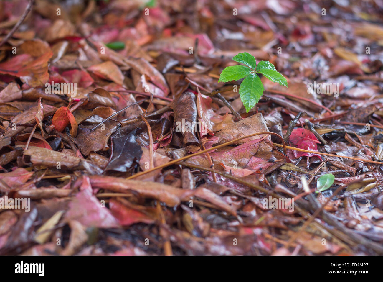 Nuovo impianto di foglie di albero che cresce fino a garden autunno 'caduto foglie " verde rosso Foto Stock